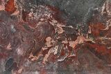Polished Stromatolite (Collenia) Slab - Minnesota #326048-1